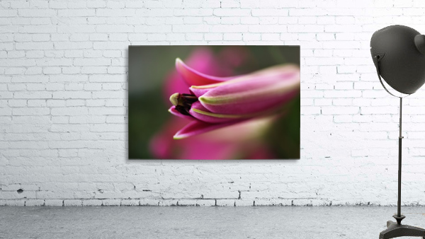Lily Bud Wall Preview