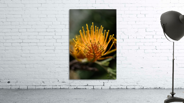 Grevillea Robusta Wall Preview
