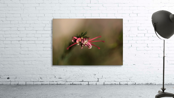Grevillea Flower Wall Preview