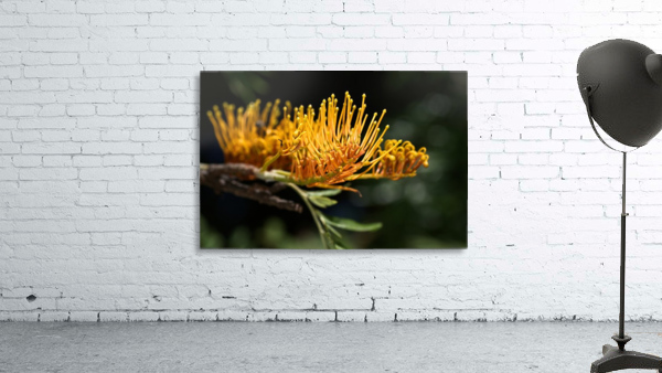 Tree Grevillea Robusta Wall Preview