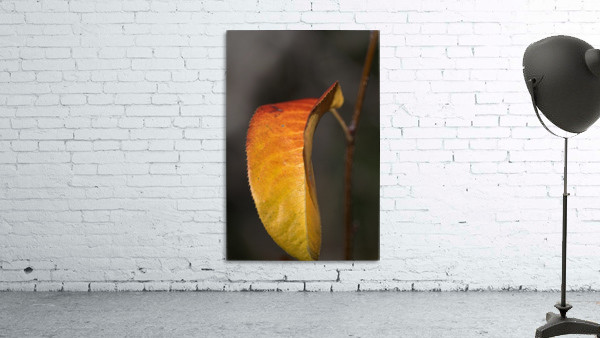Leaf Solo Wall Preview