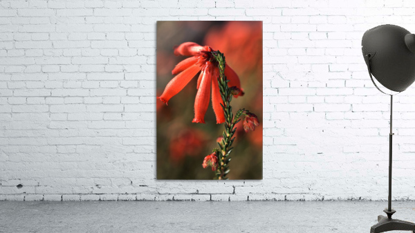 Hot Red Flower Wall Preview