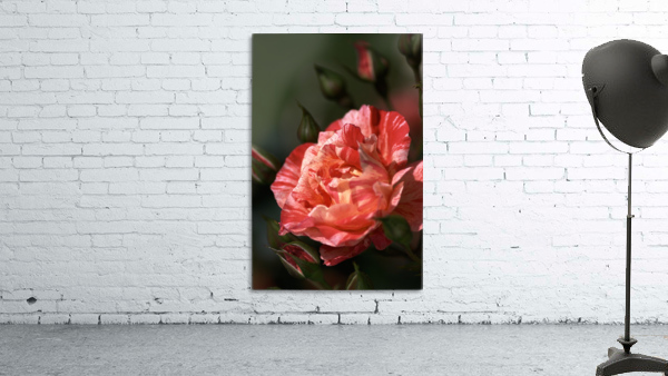 Tri Toned Rose Wall Preview