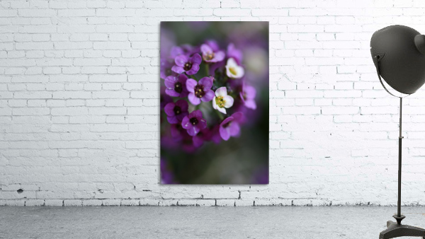 Allysium Flowers Wall Preview