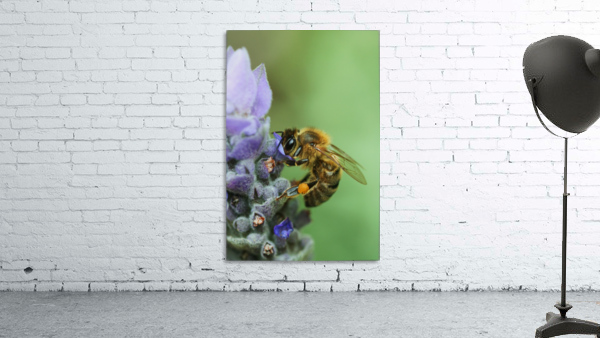 Lavender Bee Wall Preview