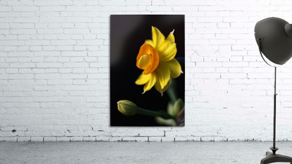 Daffodil Delight Wall Preview