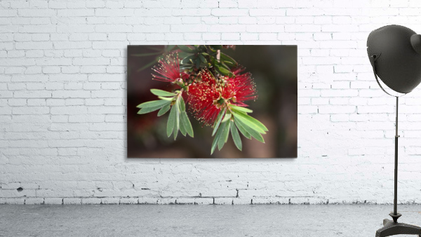 Bottlebrush Flower Wall Preview