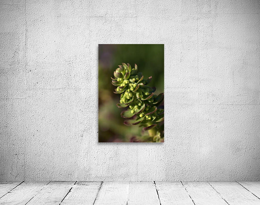 Succulent Wall Preview