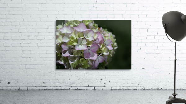 Hydrangea Flower Wall Preview