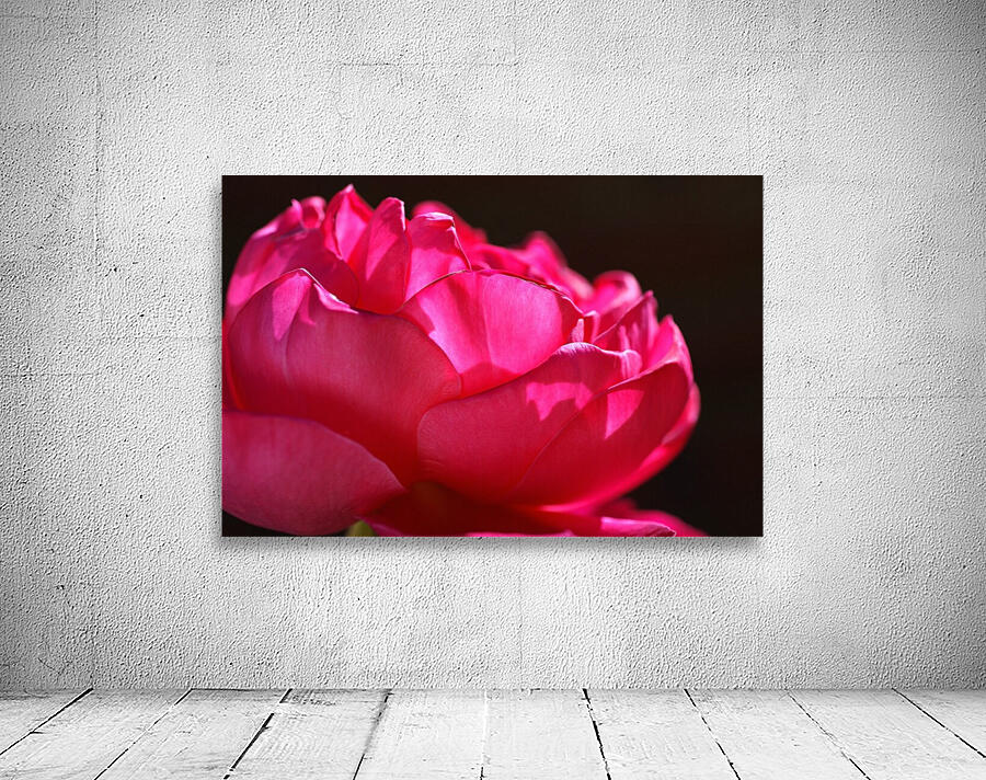 Hot Pink Rose Wall Preview
