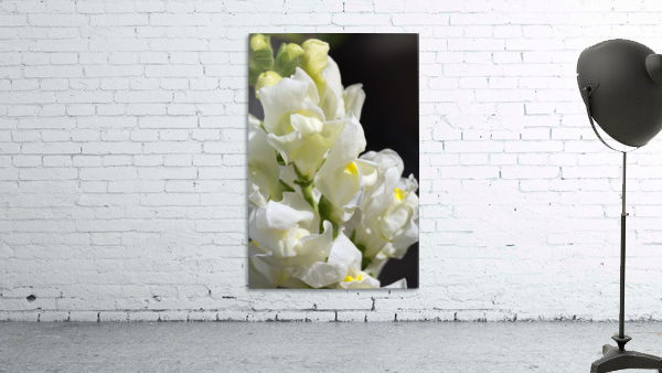 White Snapdragon Flowers  Wall Preview