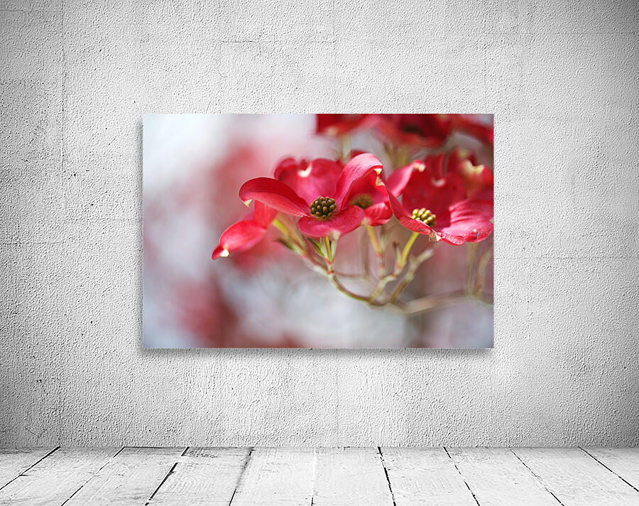 Soft Flowering Dogwoods Wall Preview