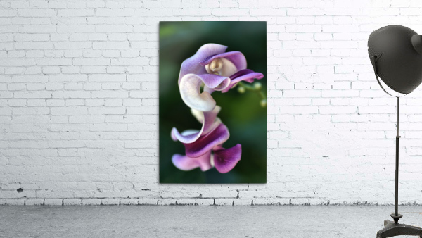 Corkscrew Vine Flower Wall Preview