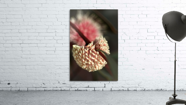 Hakea Flower Wall Preview