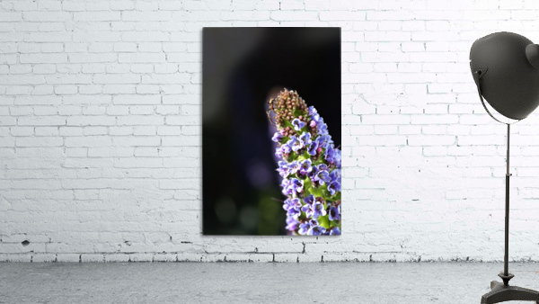 Veronica Flower Delight Wall Preview