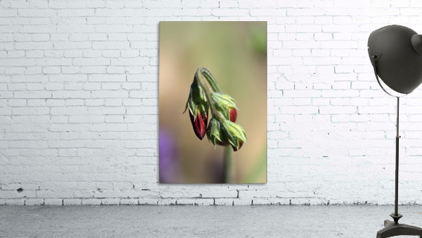 Split Pea Buds Wall Preview