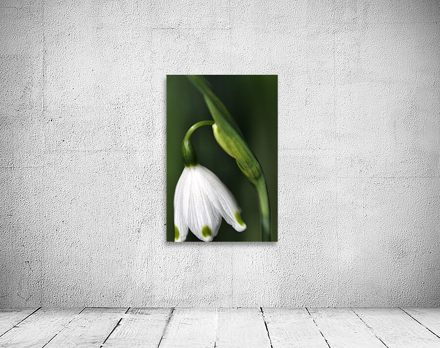 SPRING SNOWDROP FLOWER  Wall Preview