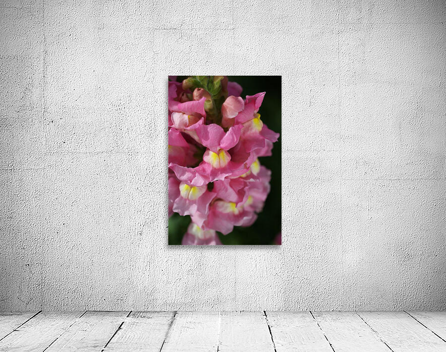 Snapdragon Pink Wall Preview