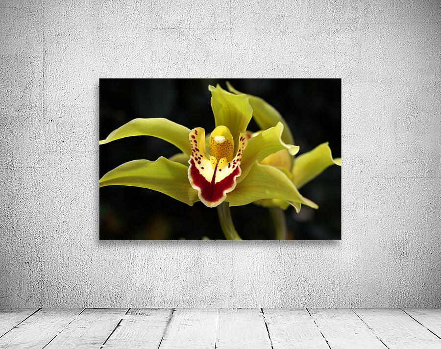Green Orchid Wall Preview