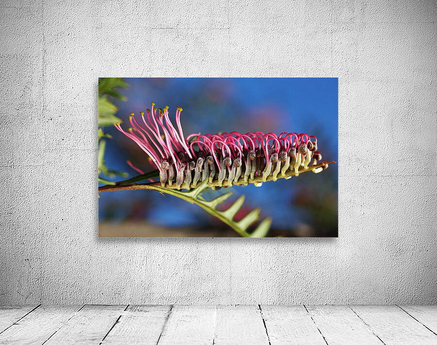 Diving Grevillea Flower Wall Preview