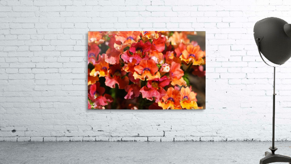 Orange Flower Display Wall Preview
