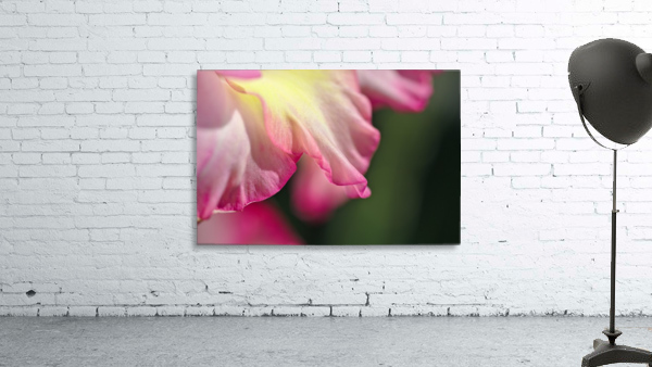 Gladiolus Petals Wall Preview