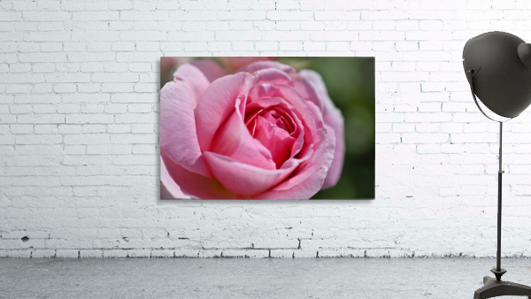 Pink Rose Wall Preview