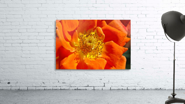 Orange Rose Wall Preview