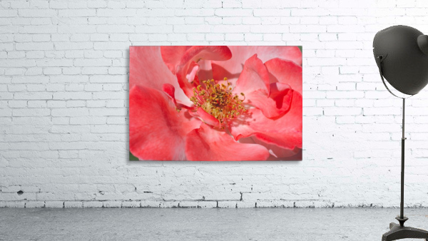 Red Rose Middle Wall Preview