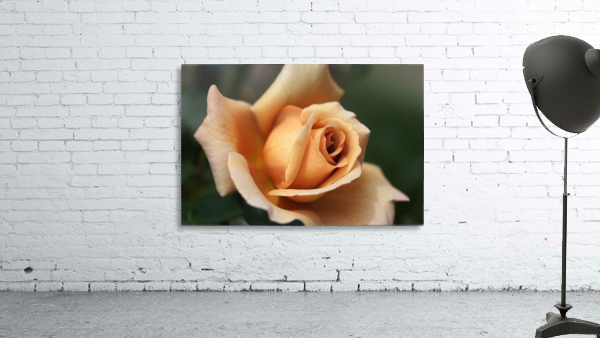 Julias Rose Wall Preview