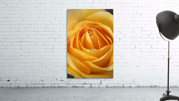 Orange Rose Heart Wall Preview