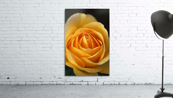 Orange Rose Delight Wall Preview