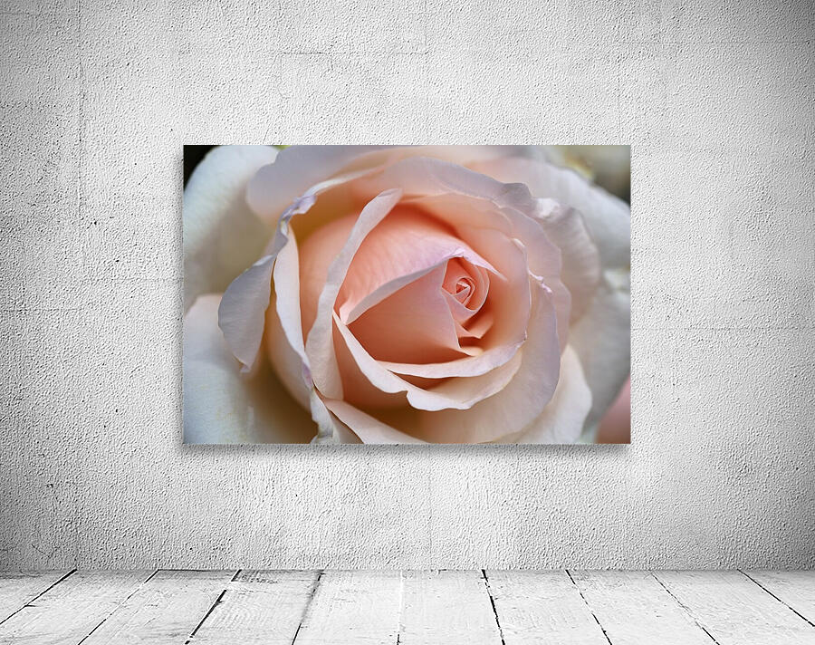 Rose Love Wall Preview