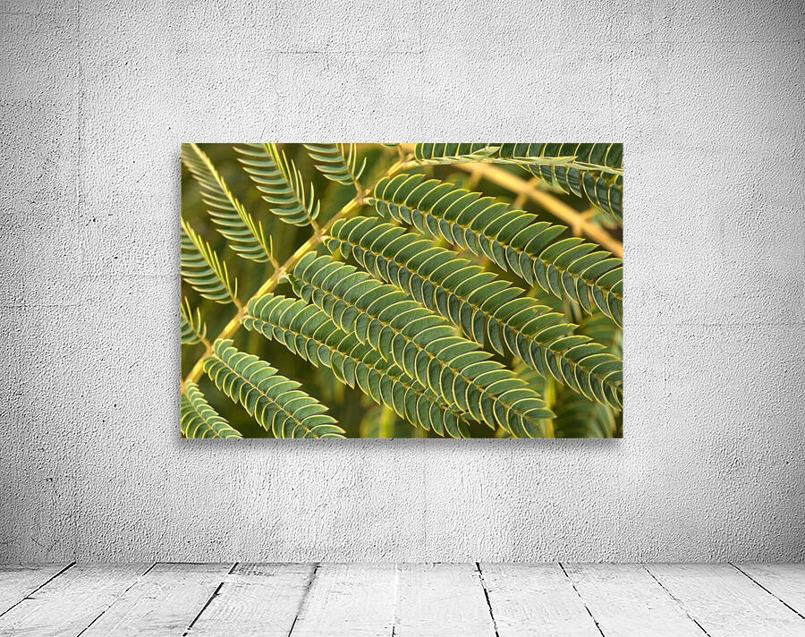 Fern  Wall Preview