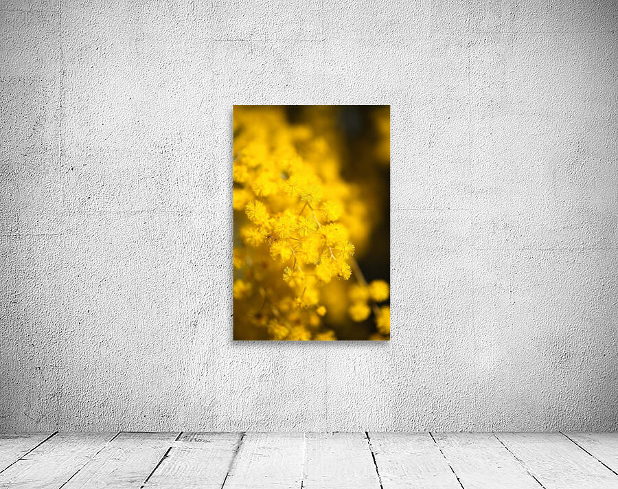 Wattle Tree Flowers Wall Preview