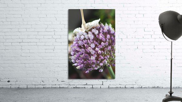 Garlic Flower Wall Preview