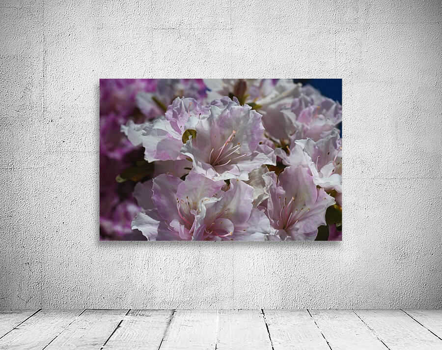 Azaleas Pinks Wall Preview