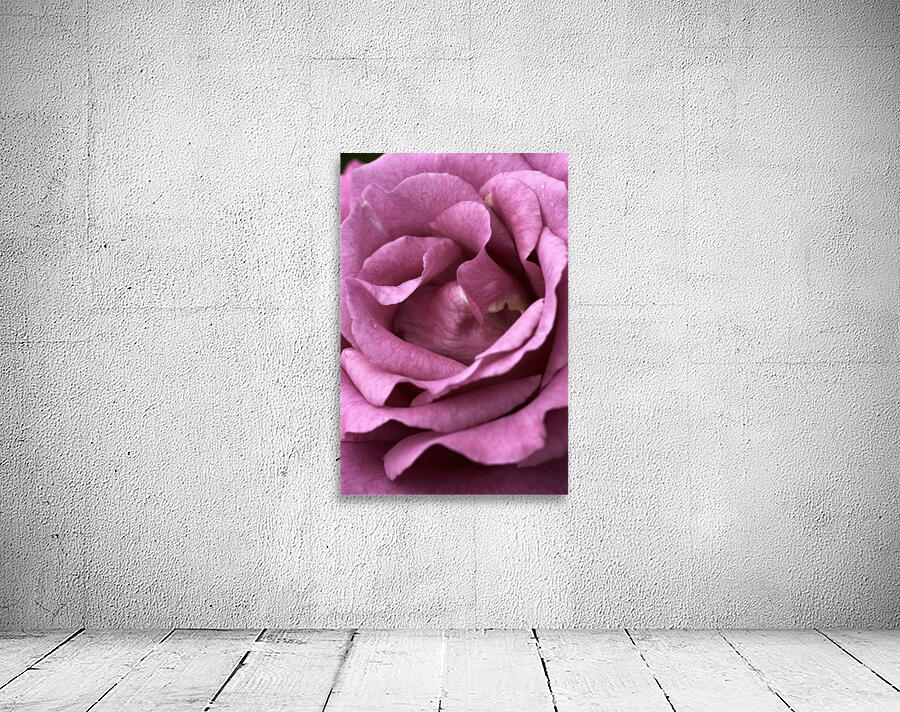 Mauve Rose Wall Preview