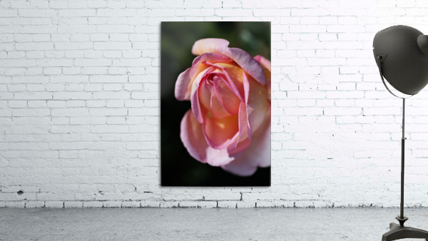Pink and Orange Rose Wall Preview