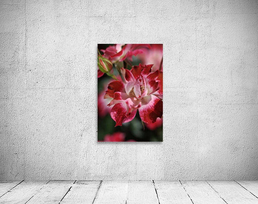 Carpet Roses Red Wall Preview