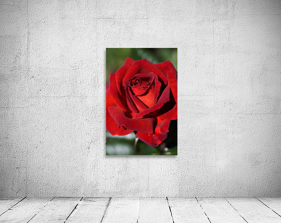 Hot Chocolate Rose Wall Preview