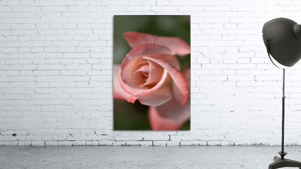 Apricot Rose Wall Preview