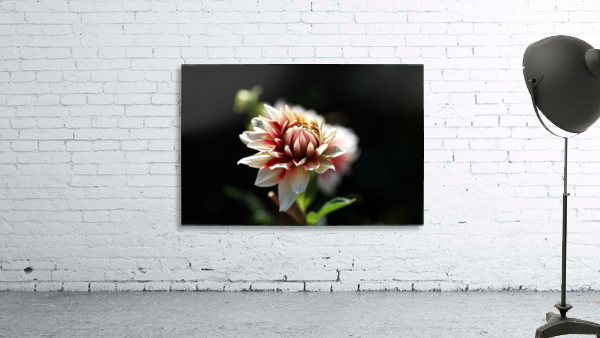 Dahlia Delight Wall Preview