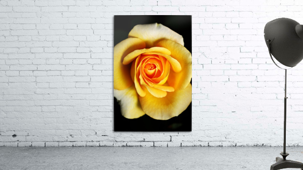 Bright Yellow Rose Wall Preview