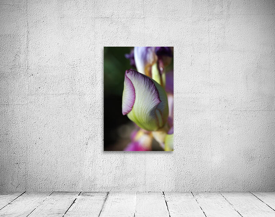 Purple Iris Bud Wall Preview