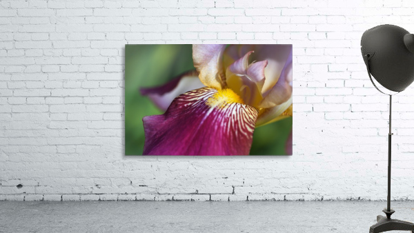 Purple Iris Wall Preview