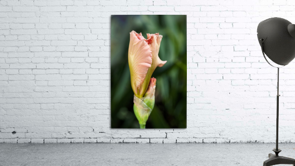 Peach Iris Bud Wall Preview