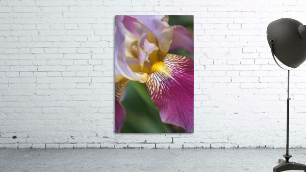 Purple Iris Flower Wall Preview