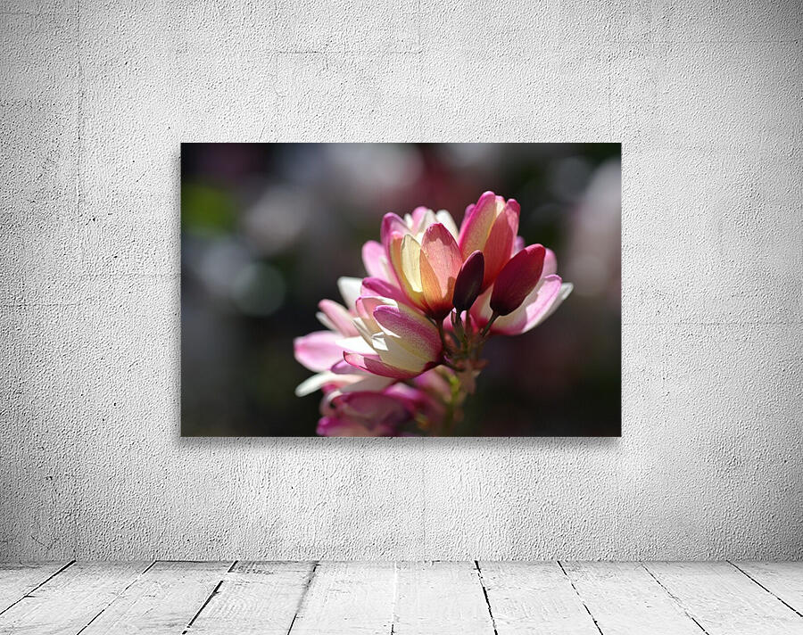 Ixia Flower Wall Preview