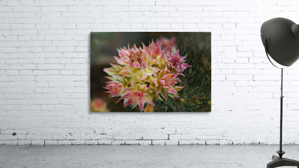Small Protea Flowers Wall Preview